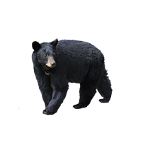 bear