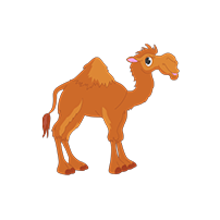 camel