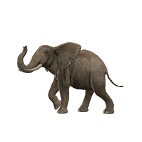 elephant