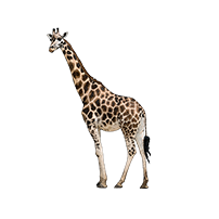 giraffe