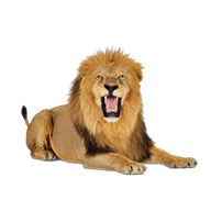 lion