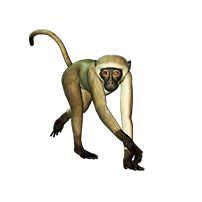 monkey