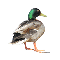 duck