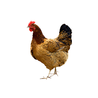 hen