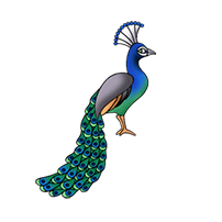 peacock