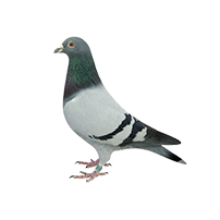 pigeon