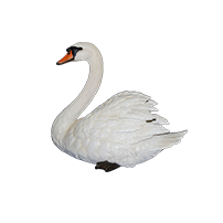 swan