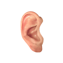 ear